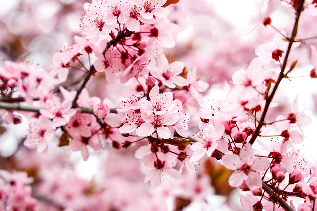 Zypern Mandelblüte