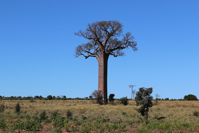 Madagaskar